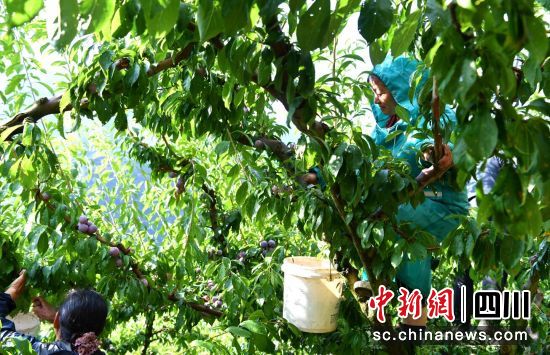 采摘紅脆李。汶川縣委宣傳部供圖 采摘紅脆李。汶川縣委宣傳部供圖
