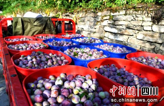 紅脆李喜獲豐收。汶川縣委宣傳部供圖 紅脆李喜獲豐收。汶川縣委宣傳部供圖