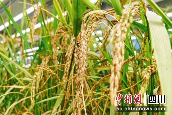 沙漠上種植的水稻又迎來(lái)了豐收。潘安琪 攝 沙漠上種植的水稻又迎來(lái)了豐收。潘安琪 攝
