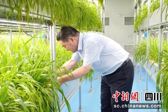科研人員正在觀察水稻長(zhǎng)勢(shì)。潘安琪 攝 科研人員正在觀察水稻長(zhǎng)勢(shì)。潘安琪 攝
