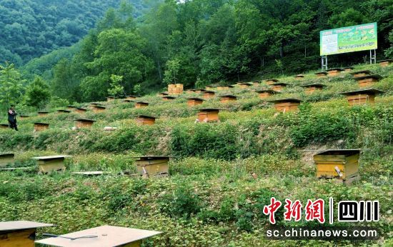 中蜂養殖基地。 平武縣委宣傳部供圖 中蜂養殖基地。 平武縣委宣傳部供圖