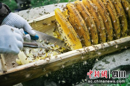 取蜜。 平武縣委宣傳部供圖 取蜜。 平武縣委宣傳部供圖
