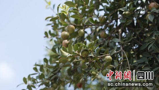 榮縣油茶果。榮縣融媒 供圖 榮縣油茶果。榮縣融媒 供圖