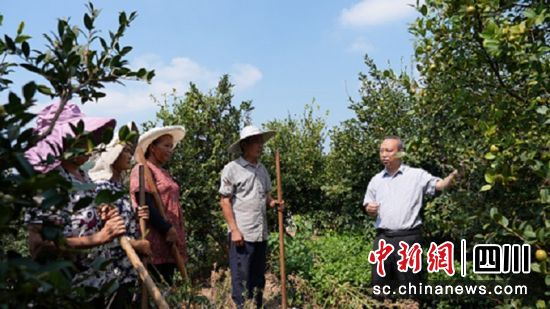 田間指導。榮縣融媒 供圖 田間指導。榮縣融媒 供圖