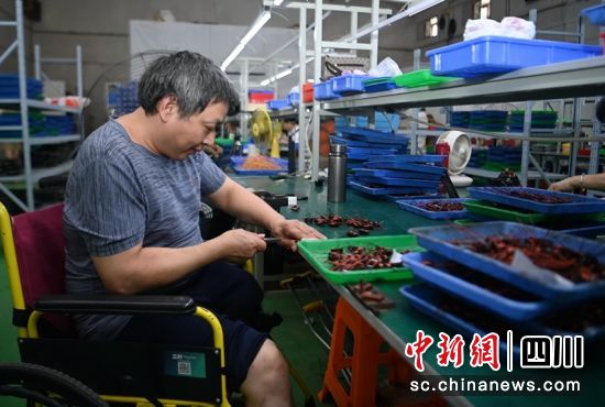 在蓬安縣周口街道磨子西街社區一家電子元件廠,當地一名殘疾人正在車間趕制訂單。周亮 攝 在蓬安縣周口街道磨子西街社區一家電子元件廠,當地一名殘疾人正在車間趕制訂單。周亮 攝