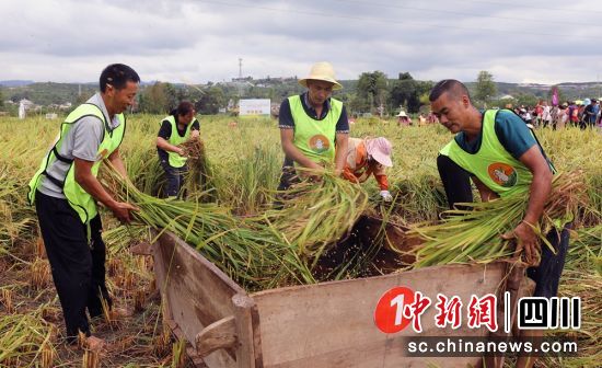 割谷打谷比賽現(xiàn)場(chǎng)。羅俊涵 攝 割谷打谷比賽現(xiàn)場(chǎng)。羅俊涵 攝