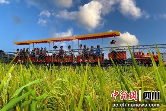 游客乘小火車賞豐收的美景。羅俊涵 攝 游客乘小火車賞豐收的美景。羅俊涵 攝
