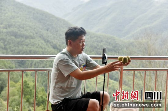 駐村工作人員網(wǎng)上直播銷售獼猴桃。朝天融媒 供圖 駐村工作人員網(wǎng)上直播銷售獼猴桃。朝天融媒 供圖