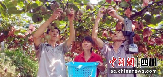 直播賣獼猴桃。周超文 攝 直播賣獼猴桃。周超文 攝
