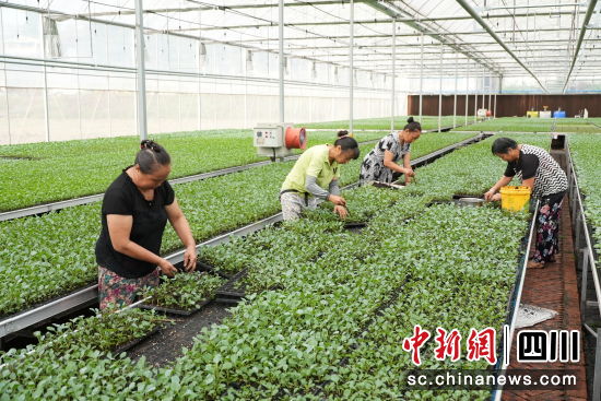 育苗工廠內,村民們忙著選苗、補盤。徐靜 攝 育苗工廠內,村民們忙著選苗、補盤。徐靜 攝