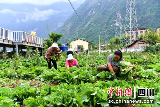 示范園內(nèi)工作人員開展蔬菜種植。汶川縣委宣傳部供圖 示范園內(nèi)工作人員開展蔬菜種植。汶川縣委宣傳部供圖