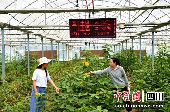 汶川科農(nóng)局科技人員正在開展田間管理。汶川縣委宣傳部供圖 汶川科農(nóng)局科技人員正在開展田間管理。汶川縣委宣傳部供圖