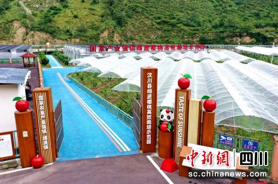 汶川縣綿虒鎮(zhèn)櫻桃高效栽培示范園。汶川縣委宣傳部供圖 汶川縣綿虒鎮(zhèn)櫻桃高效栽培示范園。汶川縣委宣傳部供圖