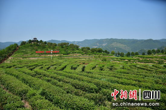 萬源市固軍鎮三清廟村東西部協作幫扶茶園。馮津榕 攝 萬源市固軍鎮三清廟村東西部協作幫扶茶園。馮津榕 攝
