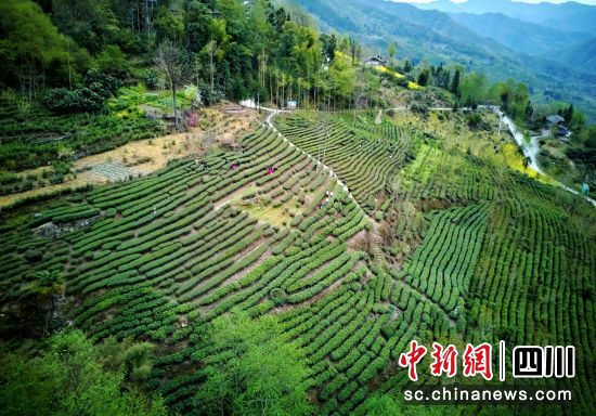 豆叩銀嶺高山生態茶園。 胡宇 攝 豆叩銀嶺高山生態茶園。 胡宇 攝