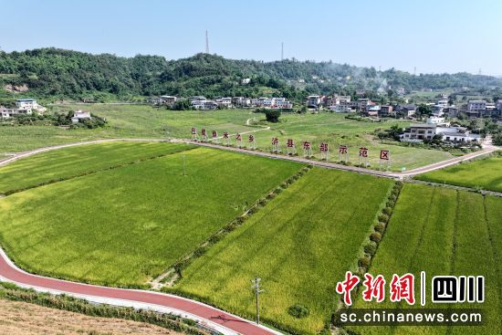 巴蜀玉米之鄉,瀘縣東部示范區。陳祥洪 攝 巴蜀玉米之鄉,瀘縣東部示范區。陳祥洪 攝