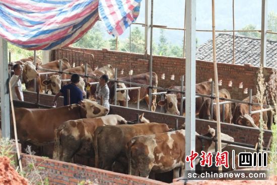 西門塔爾肉牛。張燕 攝 西門塔爾肉牛。張燕 攝