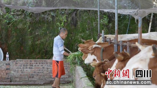 李通明忙碌地為牛添草料。張燕 攝 李通明忙碌地為牛添草料。張燕 攝