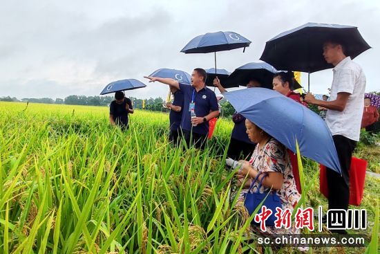 嘉賓現(xiàn)場(chǎng)觀察稻田長(zhǎng)勢(shì)。成都益民集團(tuán)供圖 嘉賓現(xiàn)場(chǎng)觀察稻田長(zhǎng)勢(shì)。成都益民集團(tuán)供圖
