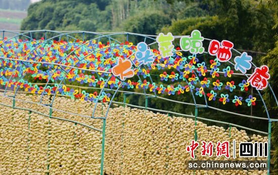 大頭菜晾曬長廊。貢井融媒 供圖 大頭菜晾曬長廊。貢井融媒 供圖