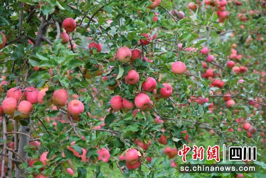 紅彤彤的蘋果掛滿枝頭。降初澤郎 攝 紅彤彤的蘋果掛滿枝頭。降初澤郎 攝