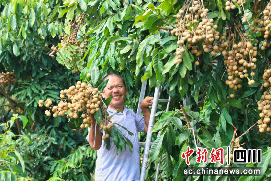 桂圓豐收。楊尚威 攝 桂圓豐收。楊尚威 攝