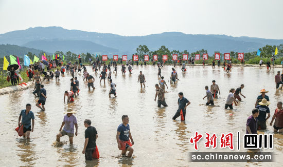 徒手稻田抓魚比賽現場。 李建生 攝 徒手稻田抓魚比賽現場。 李建生 攝