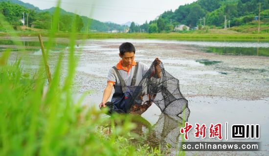 西充縣老家灣村小龍蝦養殖基地。衡歡 攝 西充縣老家灣村小龍蝦養殖基地。衡歡 攝