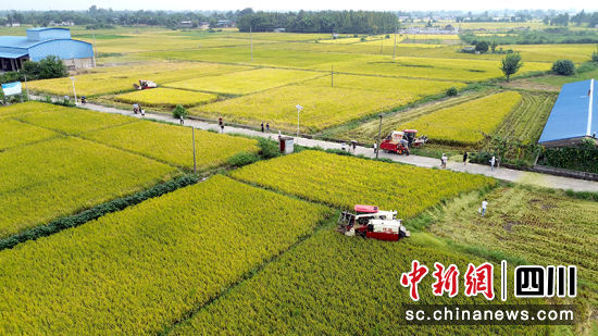 綿竹市水稻開鐮收割。 綿竹市融媒體中心供圖 綿竹市水稻開鐮收割。 綿竹市融媒體中心供圖