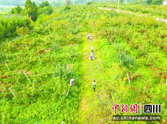金臺鎮插旗村,村民采收獼猴桃。黃騫 攝 金臺鎮插旗村,村民采收獼猴桃。黃騫 攝