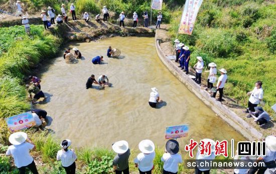 稻田捕魚。曾莉 供圖 稻田捕魚。曾莉 供圖