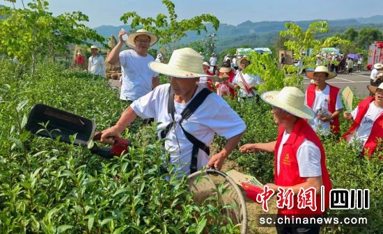 采茶現場。曾莉 供圖 采茶現場。曾莉 供圖