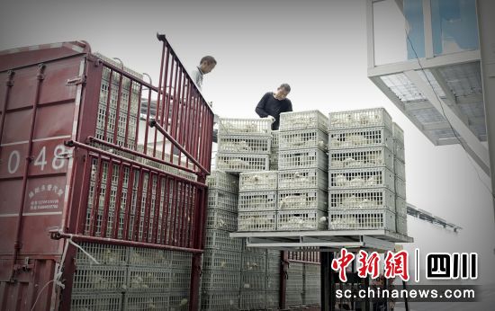 工人將運送來的蛋雞搬往雞舍。 平武縣委宣傳部供圖 工人將運送來的蛋雞搬往雞舍。 平武縣委宣傳部供圖