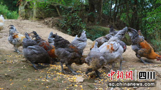 村民茍于毅養殖的“瓦灰雞”。中共平昌縣委宣傳部 供圖 村民茍于毅養殖的“瓦灰雞”。中共平昌縣委宣傳部 供圖