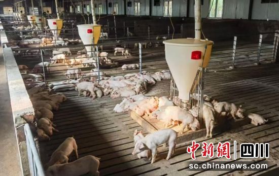 生豬養(yǎng)殖現(xiàn)場。雨城融媒 供圖 生豬養(yǎng)殖現(xiàn)場。雨城融媒 供圖