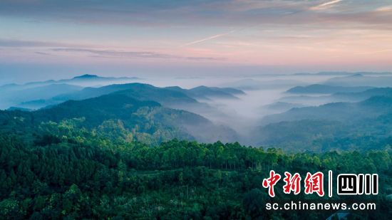 龍泉山萬興森林。成都龍泉山城市森林公園管委會供圖 龍泉山萬興森林。成都龍泉山城市森林公園管委會供圖