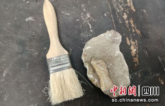 新發現的恐龍化石。自貢文旅 供圖 新發現的恐龍化石。自貢文旅 供圖