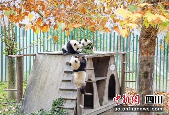 大熊貓呆萌可愛。汶川縣委宣傳部供圖 大熊貓呆萌可愛。汶川縣委宣傳部供圖