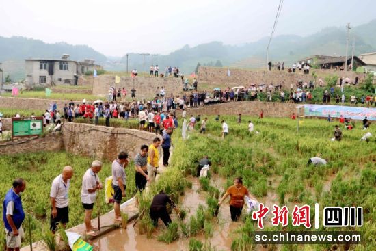 捕魚(yú)現(xiàn)場(chǎng)熱鬧非凡。 羅景萍 攝 捕魚(yú)現(xiàn)場(chǎng)熱鬧非凡。 羅景萍 攝