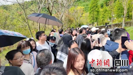 游客打卡中華大熊貓苑。汶川縣委宣傳部供圖 游客打卡中華大熊貓苑。汶川縣委宣傳部供圖