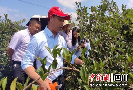 現場技術指導。榮縣自然資源和規劃局 供圖 現場技術指導。榮縣自然資源和規劃局 供圖