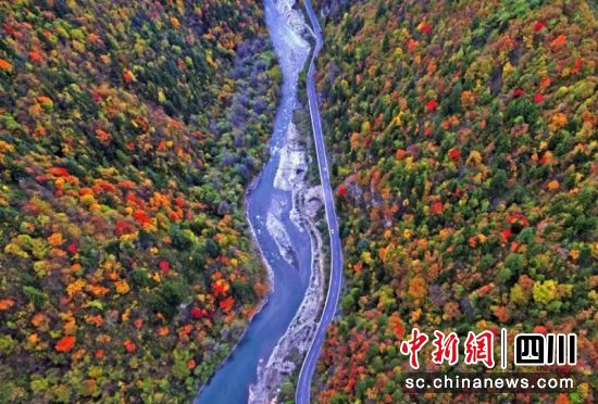 黑水彩林風光。黑水縣委宣傳部供圖 黑水彩林風光。黑水縣委宣傳部供圖
