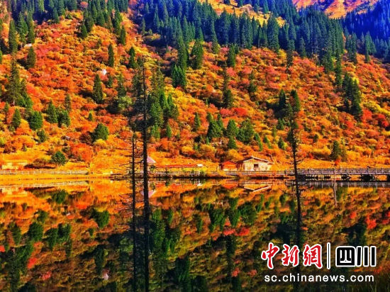 黑水彩林風光。黑水縣委宣傳部供圖 黑水彩林風光。黑水縣委宣傳部供圖