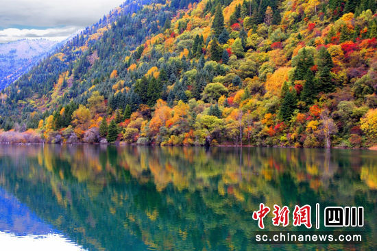 黑水彩林風光。黑水縣委宣傳部供圖 黑水彩林風光。黑水縣委宣傳部供圖