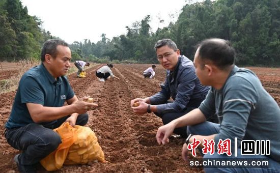 農技人員指導現場。榮縣融媒 供圖 農技人員指導現場。榮縣融媒 供圖