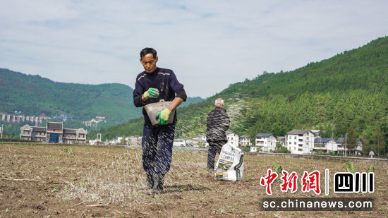 白依鎮優質糧油基地,村民在田間施肥。中共平昌縣委宣傳部 供圖 白依鎮優質糧油基地,村民在田間施肥。中共平昌縣委宣傳部 供圖