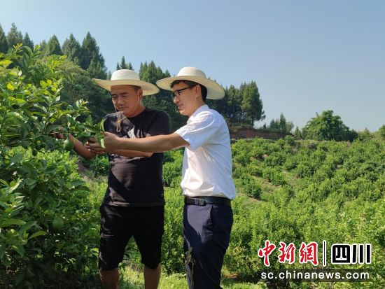 郵儲銀行達州市渠縣支行客戶經理實地探訪亞博檸檬種植農民專業合作社。郵儲銀行達州市渠縣支行供圖 郵儲銀行達州市渠縣支行客戶經理實地探訪亞博檸檬種植農民專業合作社。郵儲銀行達州市渠縣支行供圖
