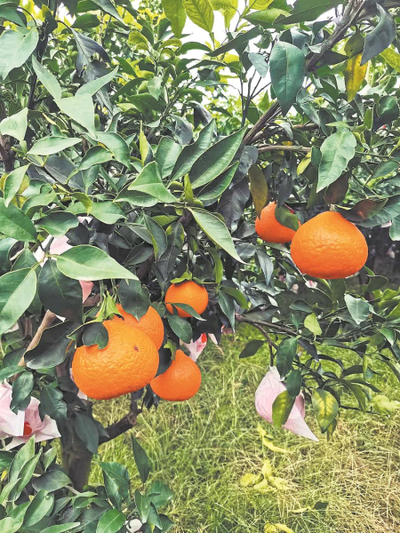 ▲蒲江愛媛果凍橙 ▲蒲江愛媛果凍橙